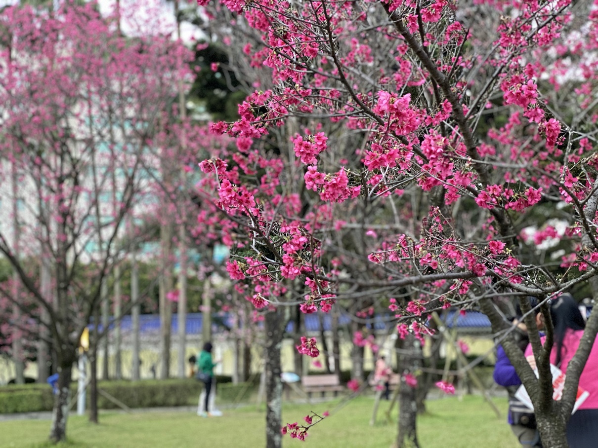2月初至3月初的中正紀念堂，有不同品種的櫻花可以觀賞。