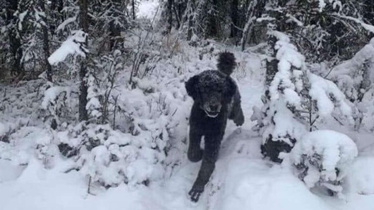 請問「這張雪地裡的景色照,第一眼你看到的是人,還是狗呢?( A Man or Dog?)」(翻攝Nicholas Thompson推特)