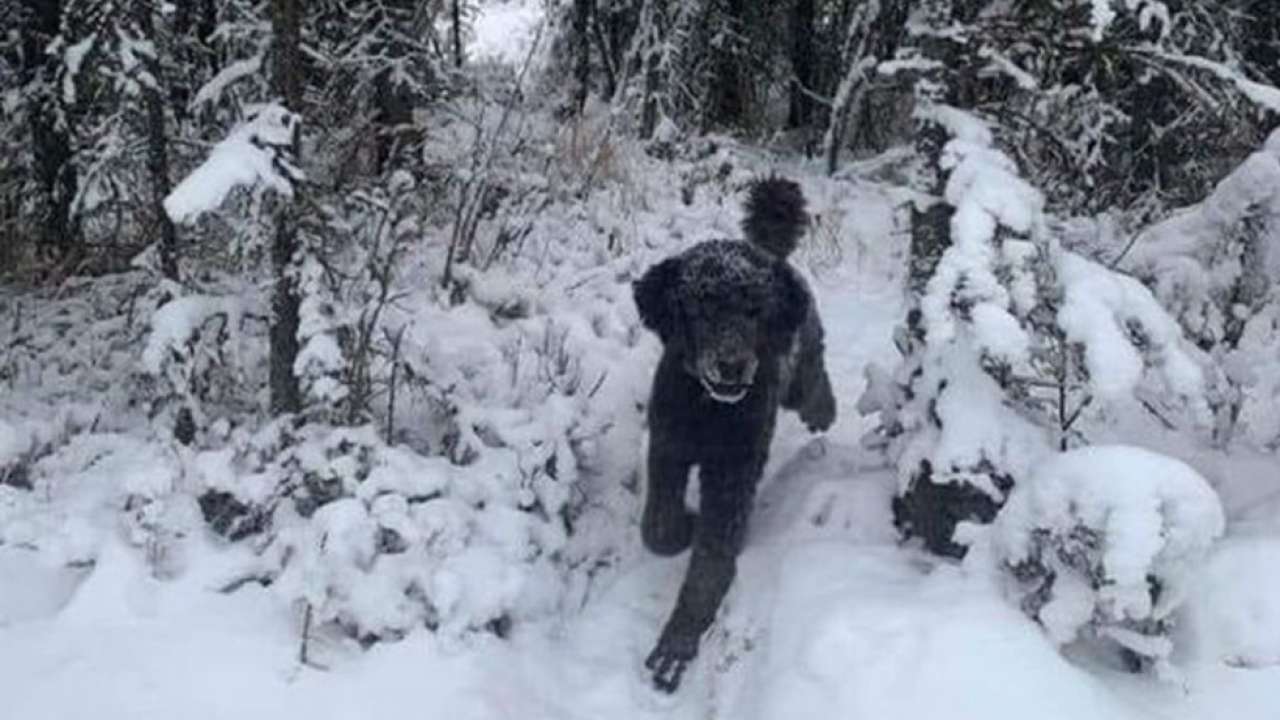 請問「這張雪地裡的景色照，第一眼你看到的是人，還是狗呢？（ A Man or Dog？）」（翻攝Nicholas Thompson推特）