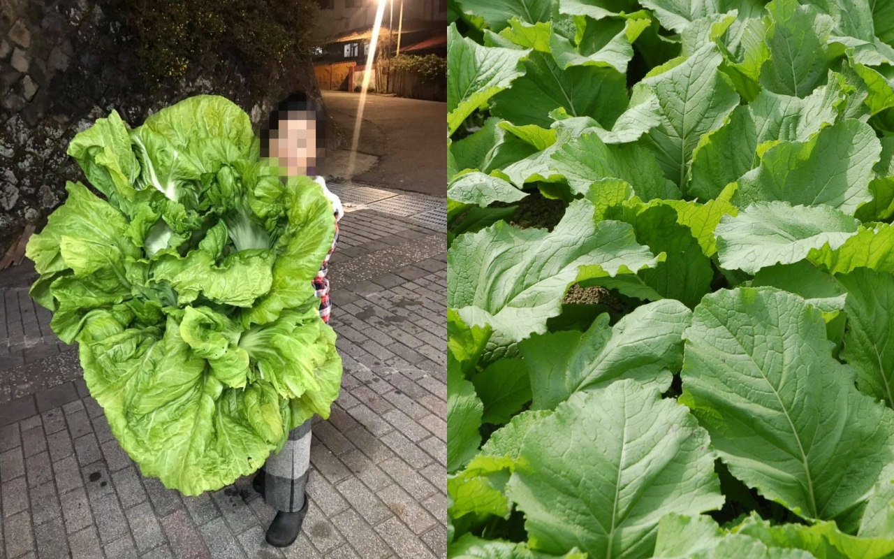 與一般長年菜的尺寸相比,「阿嬤種的長年菜」大小相當驚人。(翻攝自爆廢1公社、行政院農委會)