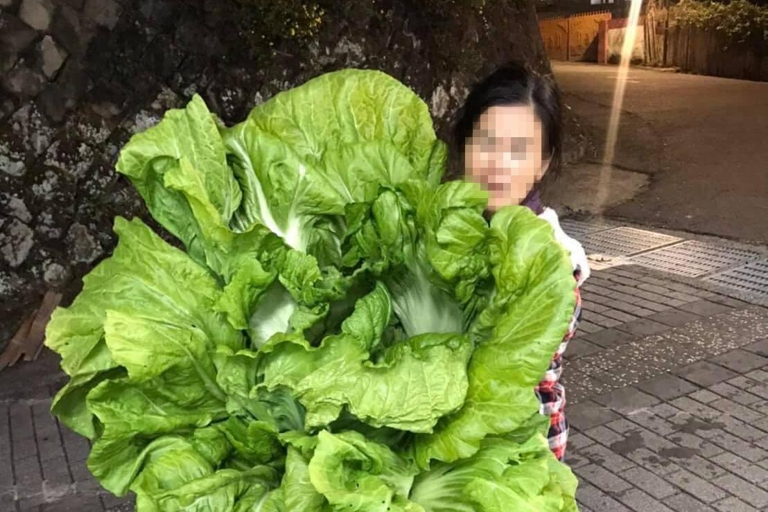 網友曝自家母親中出「最狂尺寸」的等身高長年菜。(翻攝自爆廢1公社)