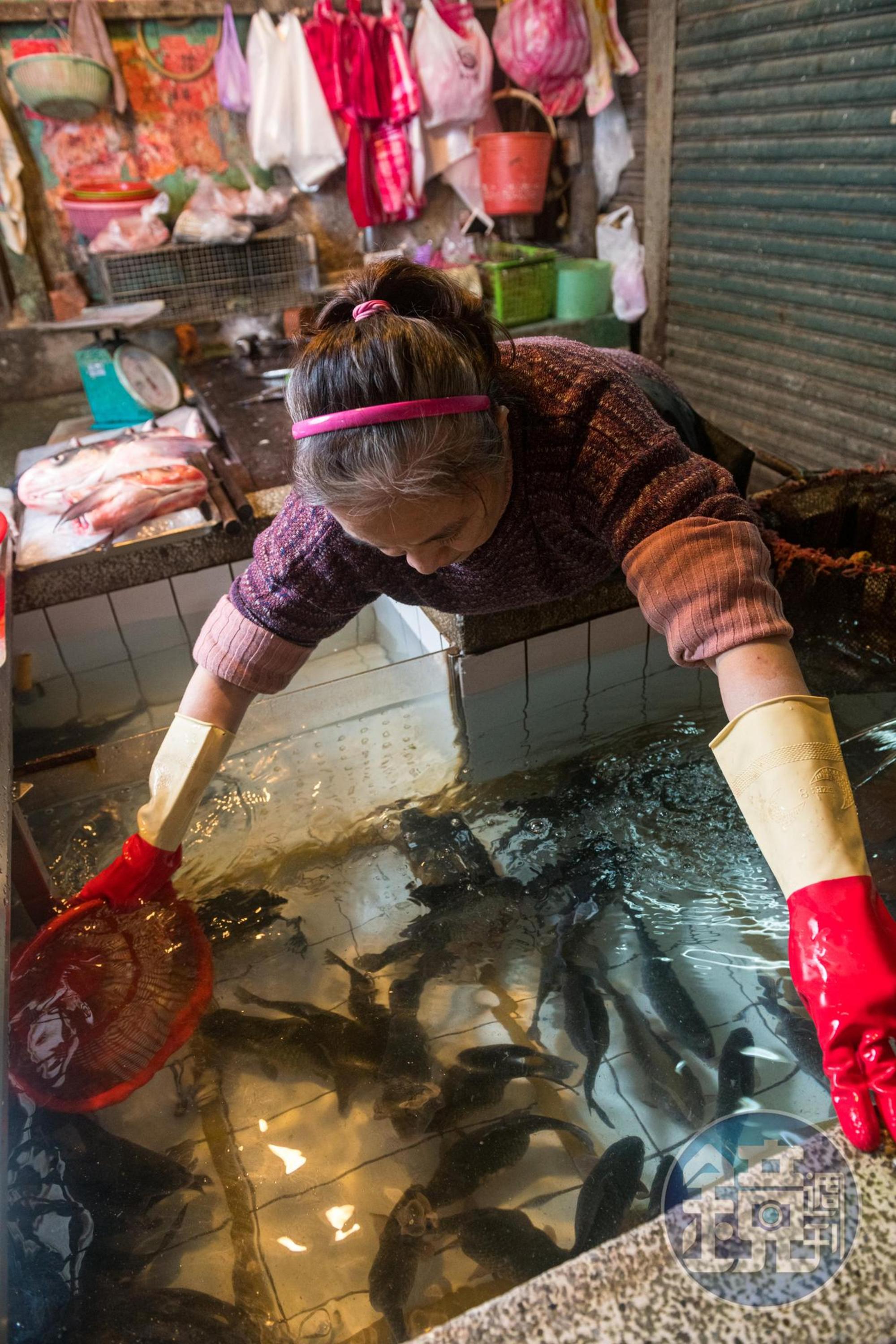 來自石門水庫、台南等地的活魚養在攤頭水槽,現點現殺活跳跳。