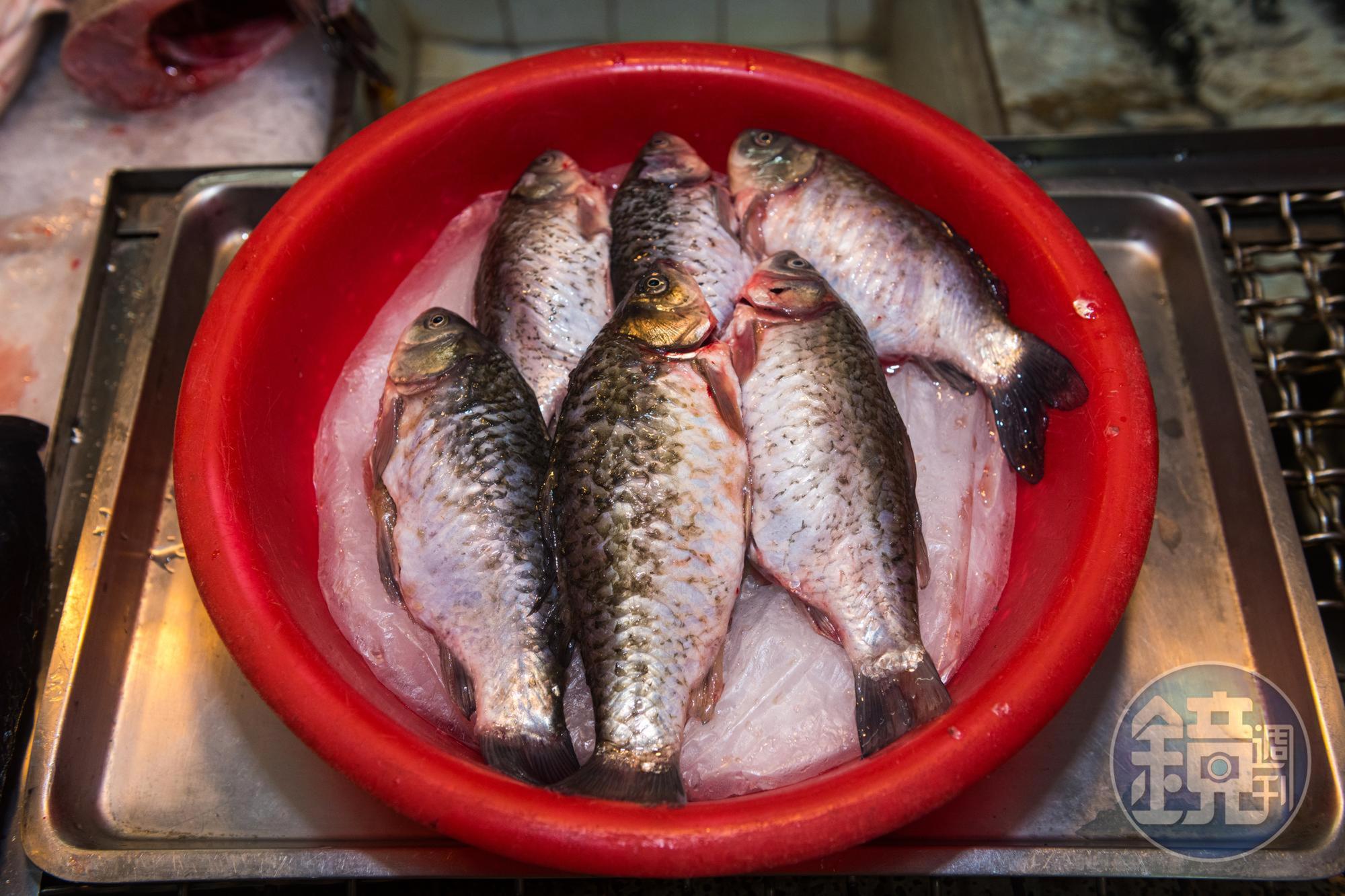 這季節抱卵的「鯽魚」買回家乾煎熬奶湯或蔥㸆都美味。(殺好的210元/斤,沒殺的160元/斤)