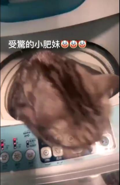 洗衣機關閉後,受驚嚇的貓立刻從機門跳出逃走。(翻攝自Yuki IG)