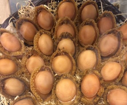 農曆春節將屆，鮑魚是家家戶戶除夕圍爐的頂級食材。（黃景龍提供）