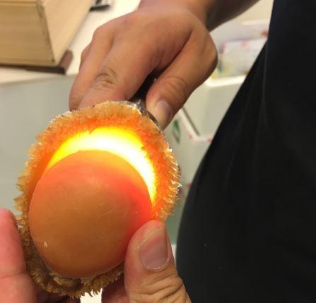 中心帶有黏軟「溏心」的乾鮑魚被視為上品。(黃景龍提供)