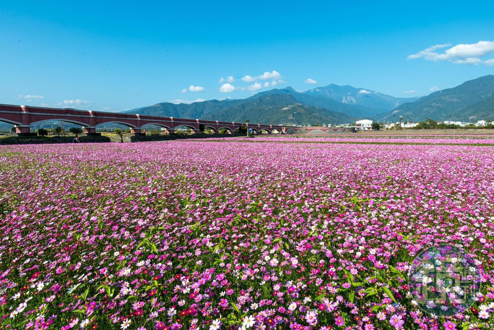 二層坪水橋花海盛開，相當壯觀。