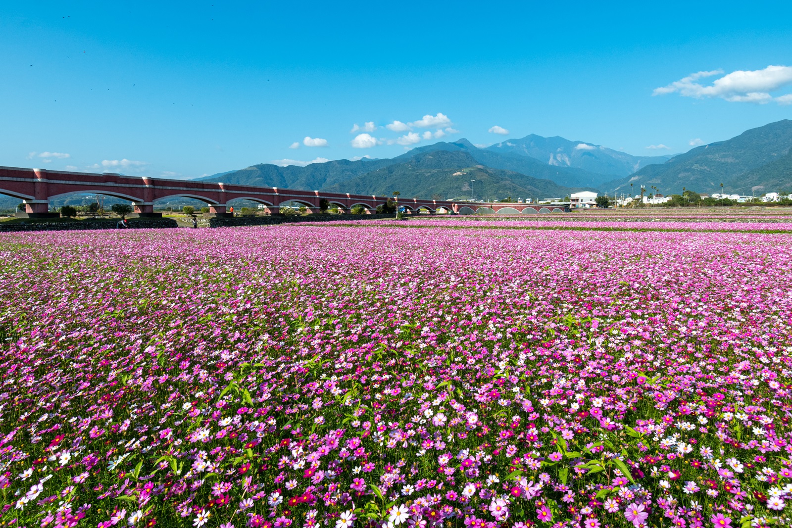 二層坪水橋花海盛開，相當壯觀。