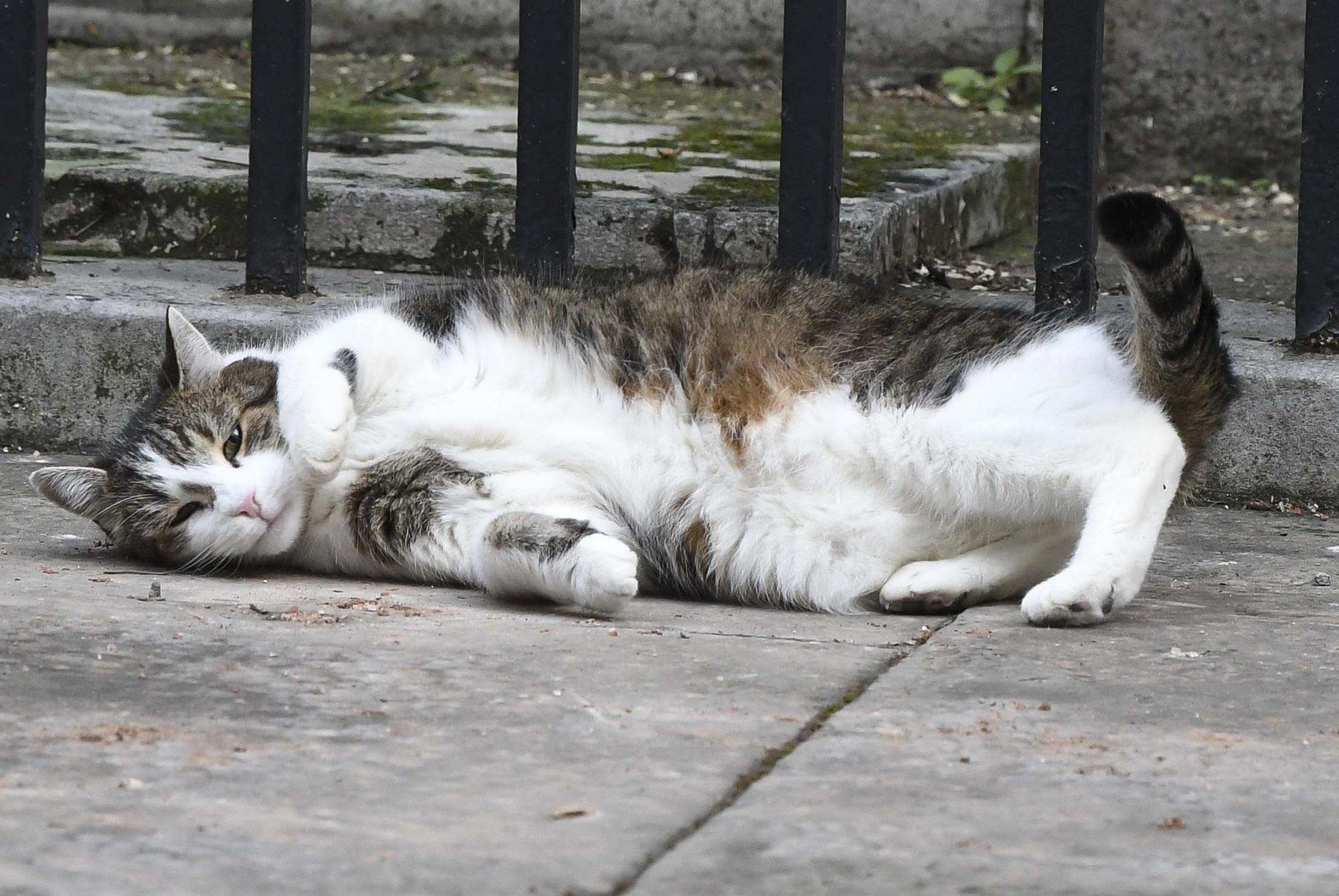 賴瑞喜歡睡覺。(翻攝Larry the Cat 推特)