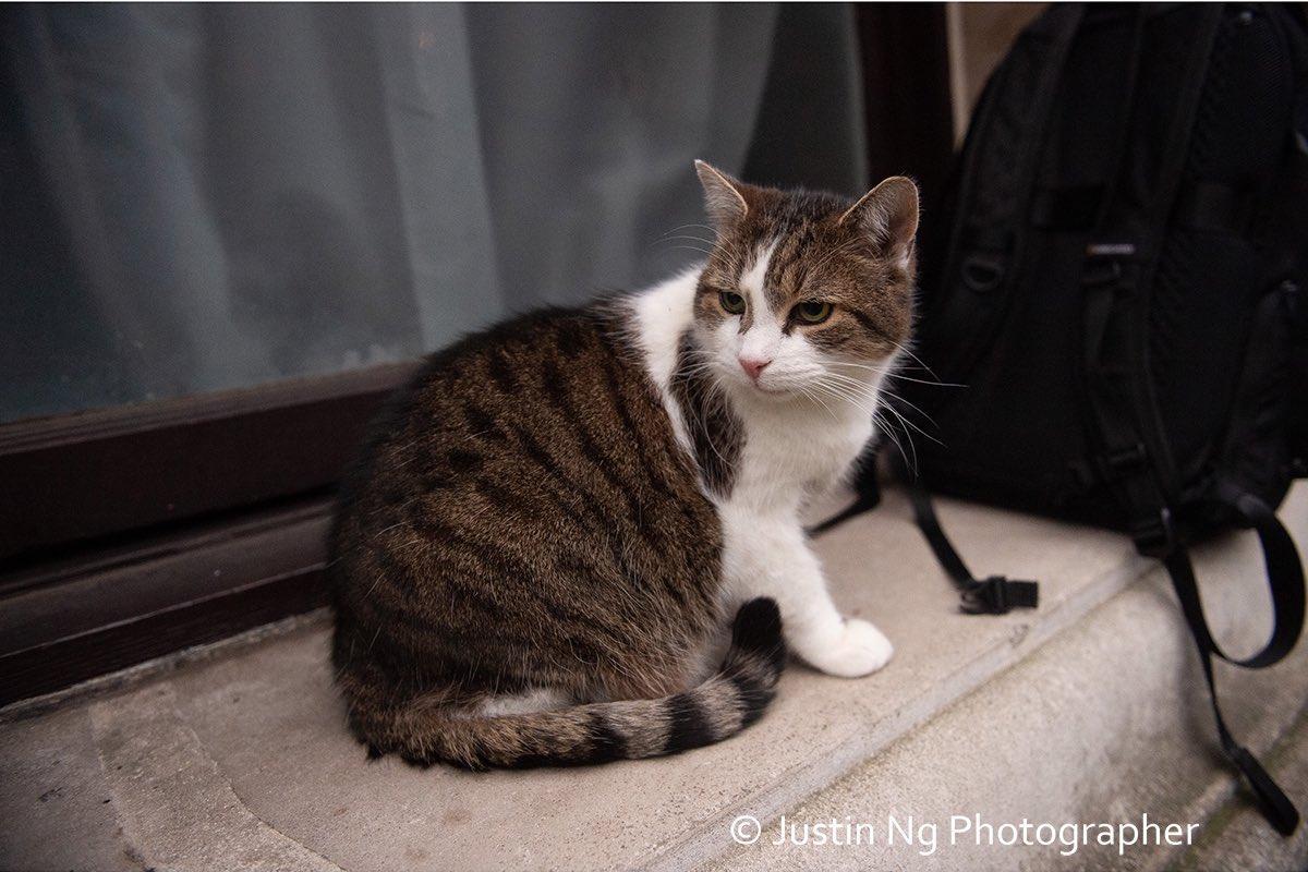 英國民眾都愛賴瑞。(翻攝Larry the Cat 推特)