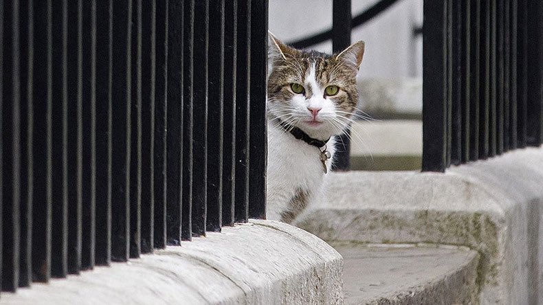 賴瑞15日上任10週年。（翻攝Larry the Cat推特）