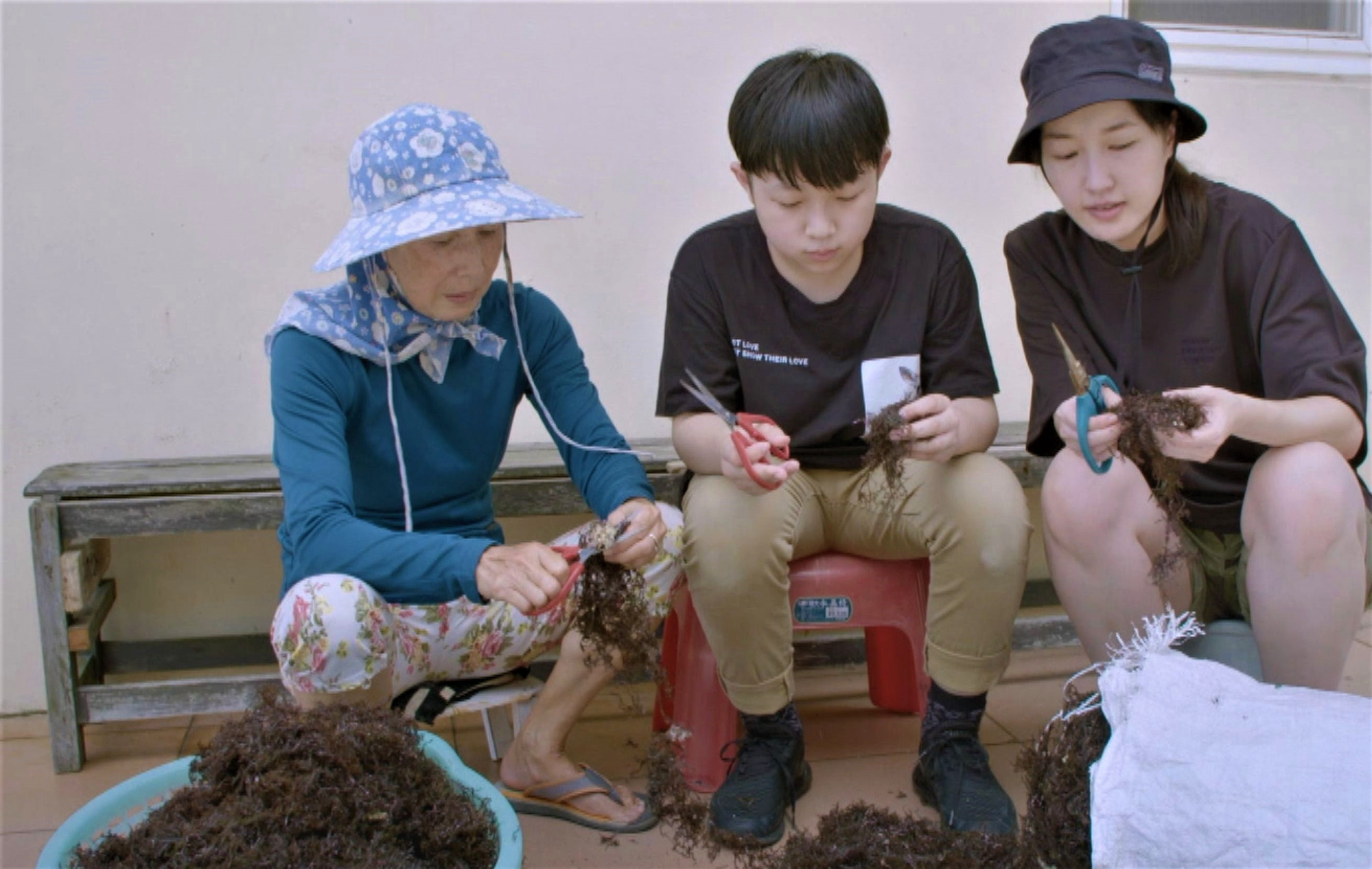 海女鳳嬌姨（左）帶巴鈺（右）和元豪（中）處理採回來的石花菜。（公視提供）