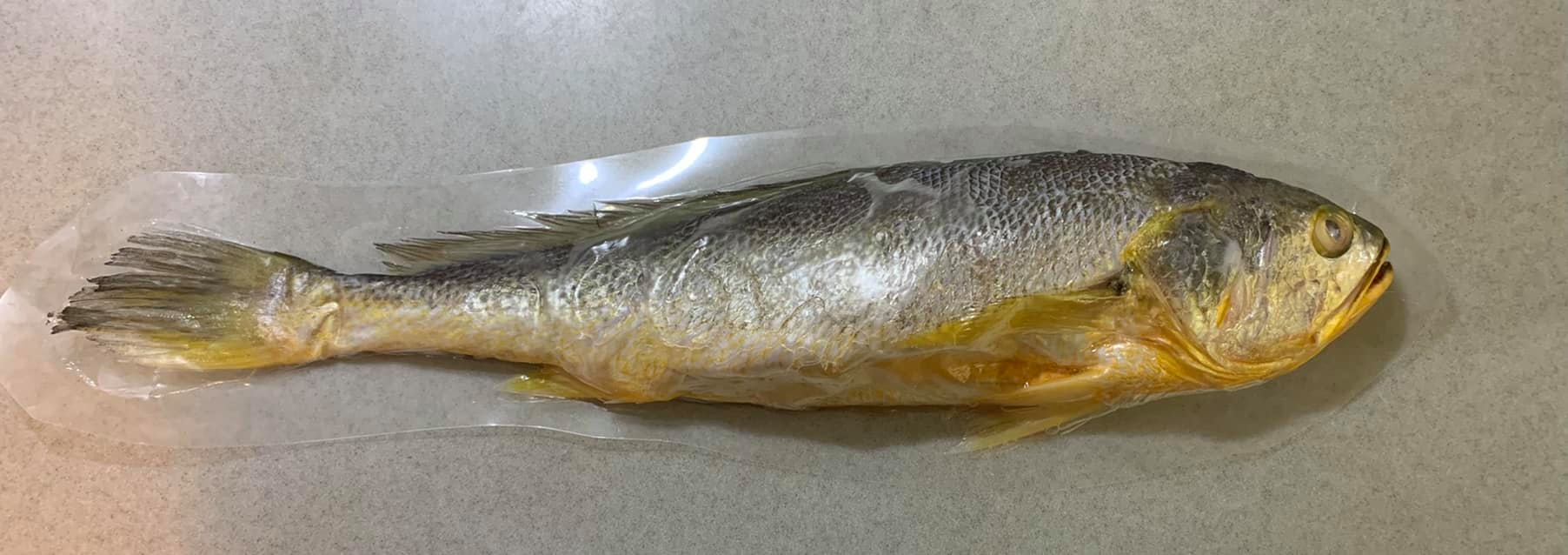今天取得一尾超大黃魚。