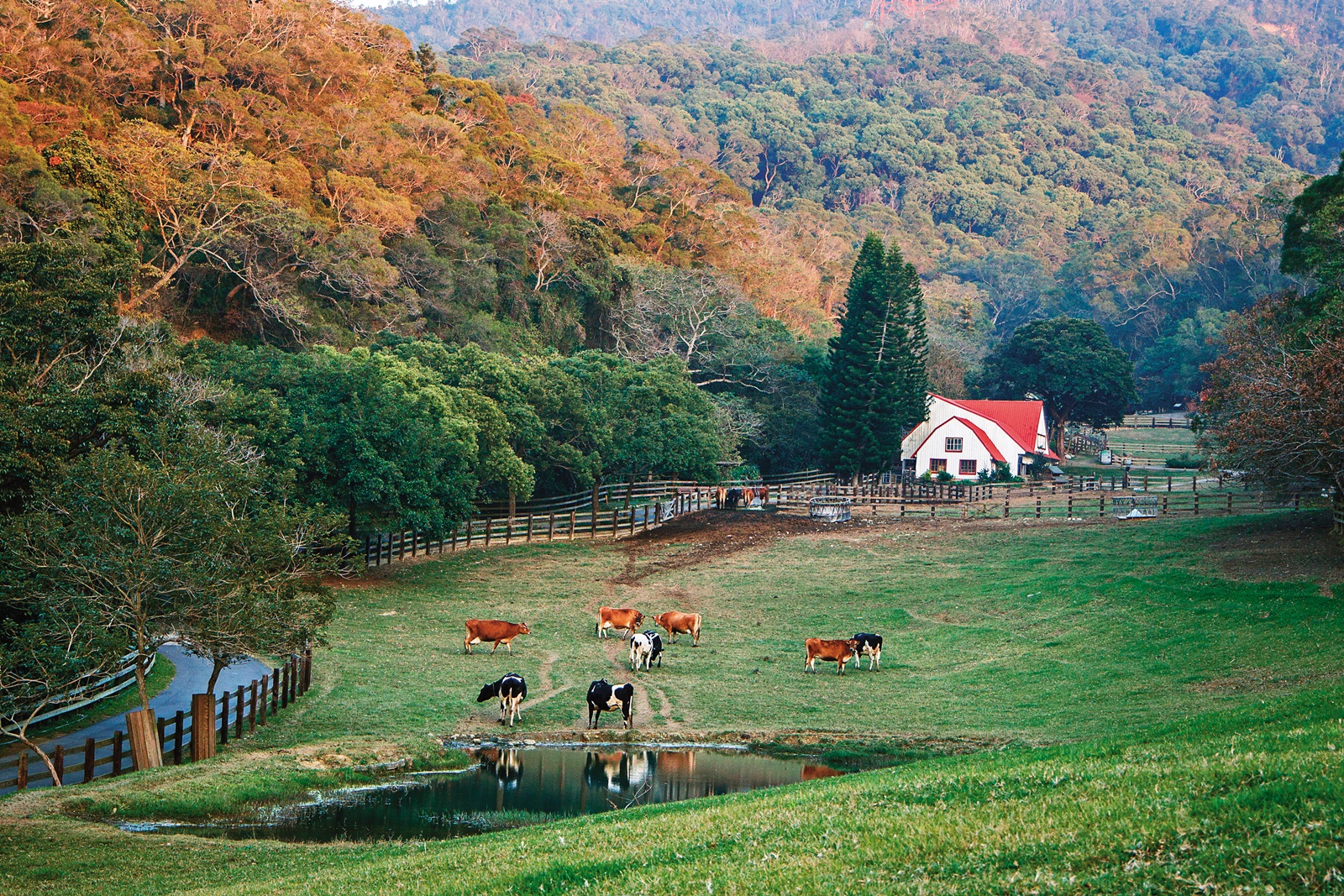 「飛牛牧場」請來日本設計師操刀設計景觀，宛如置身歐洲山間。 