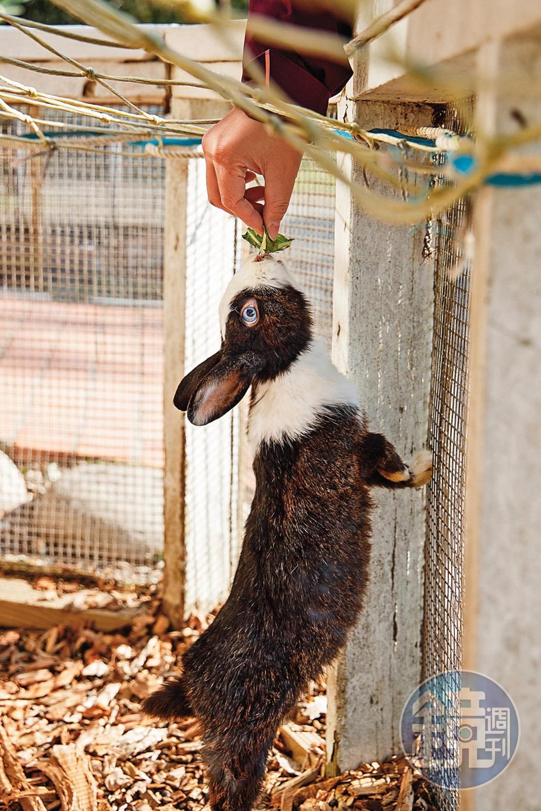 園區內設有兔寶寶的家，飼養多種可愛兔子。