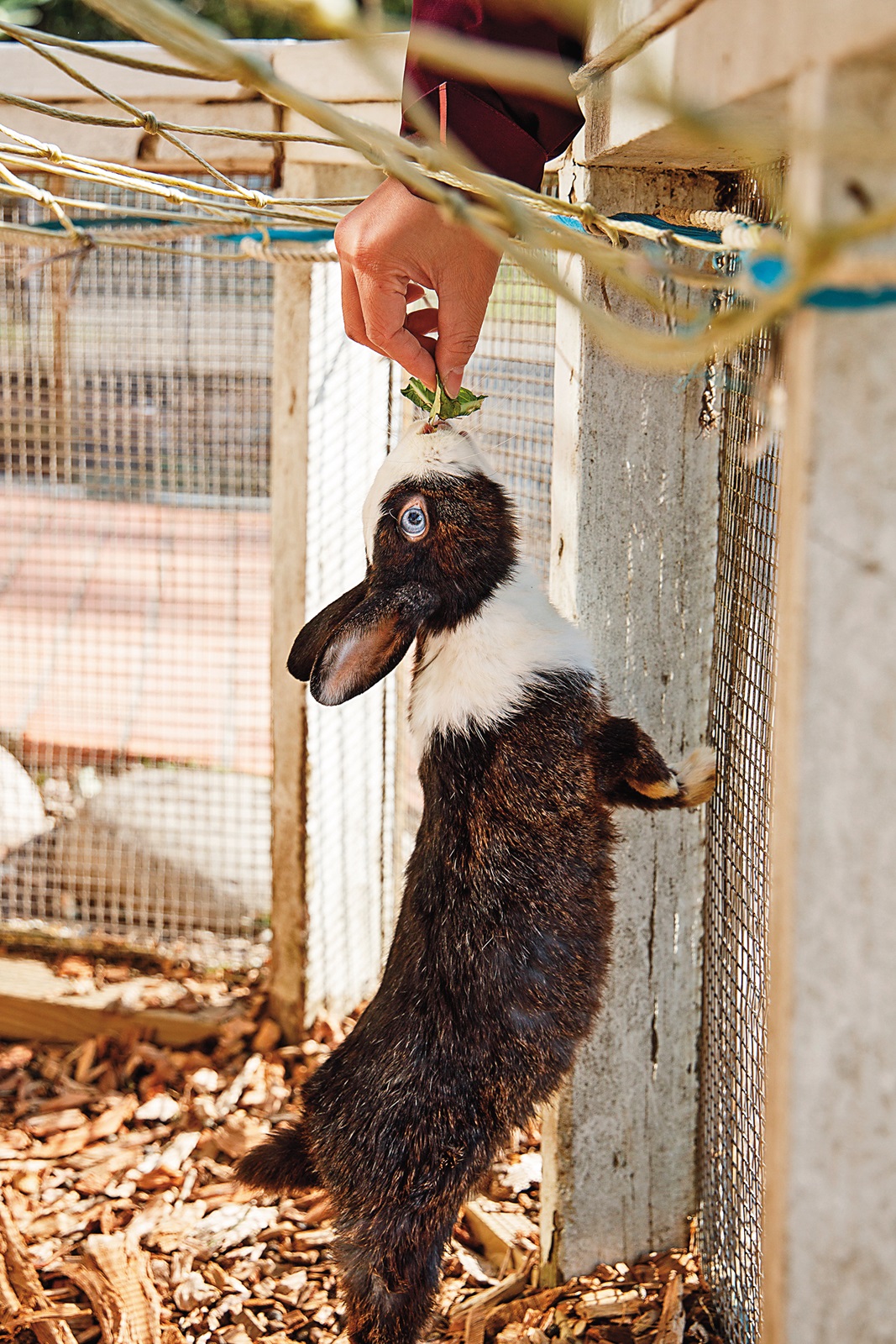 園區內設有兔寶寶的家,飼養多種可愛兔子。