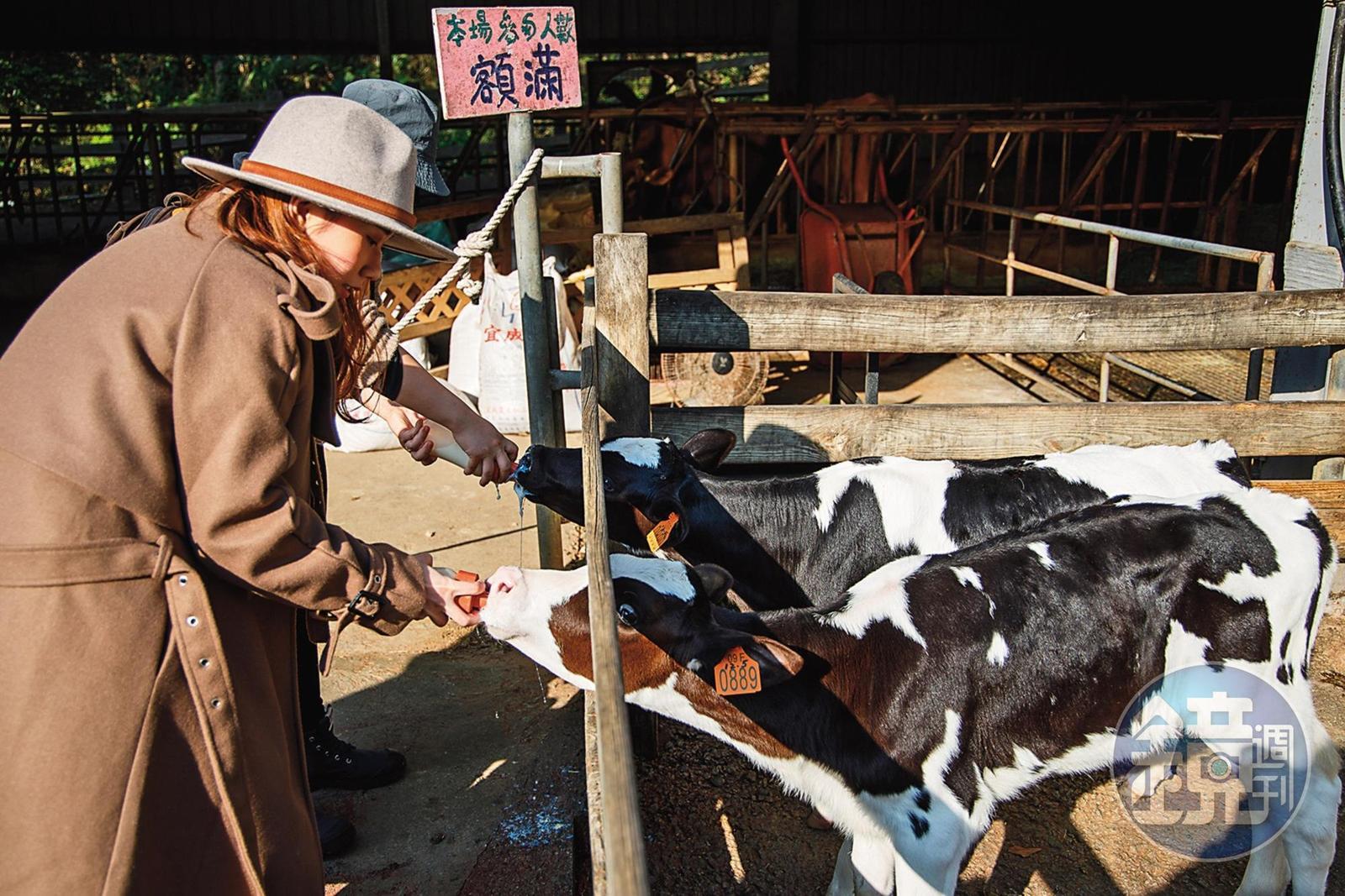 手握乳牛專用奶瓶，體驗餵小牛喝ㄋㄟㄋㄟ。