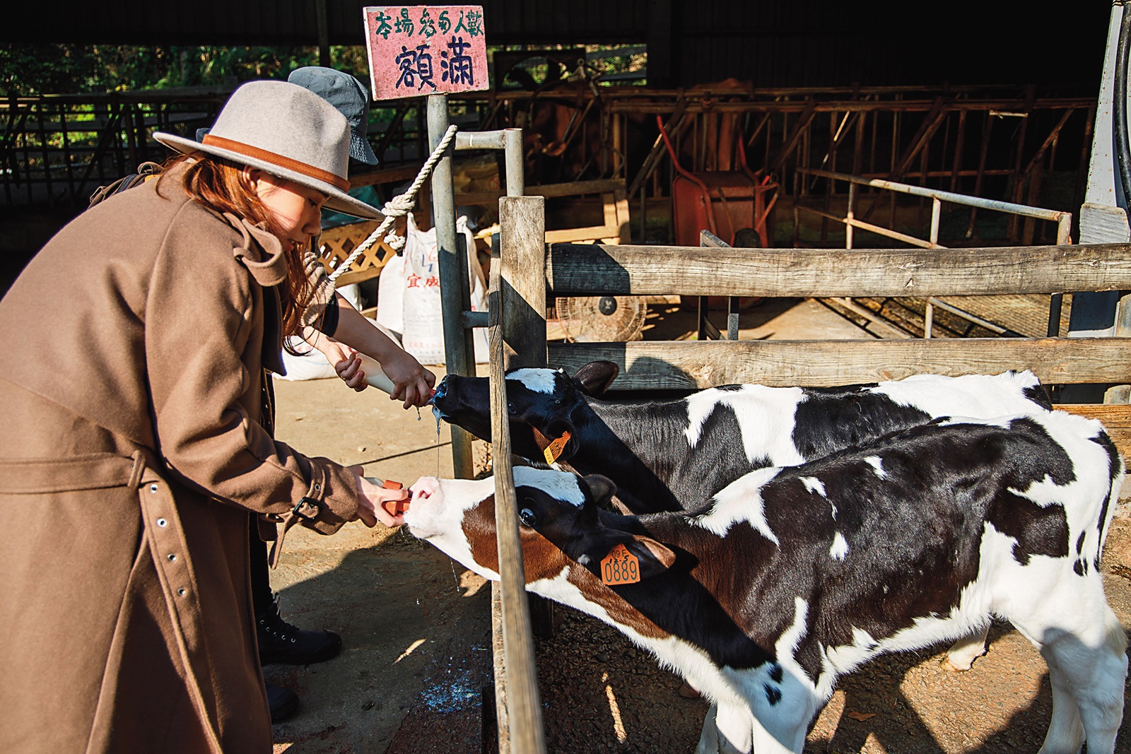 手握乳牛專用奶瓶,體驗餵小牛喝ㄋㄟㄋㄟ。