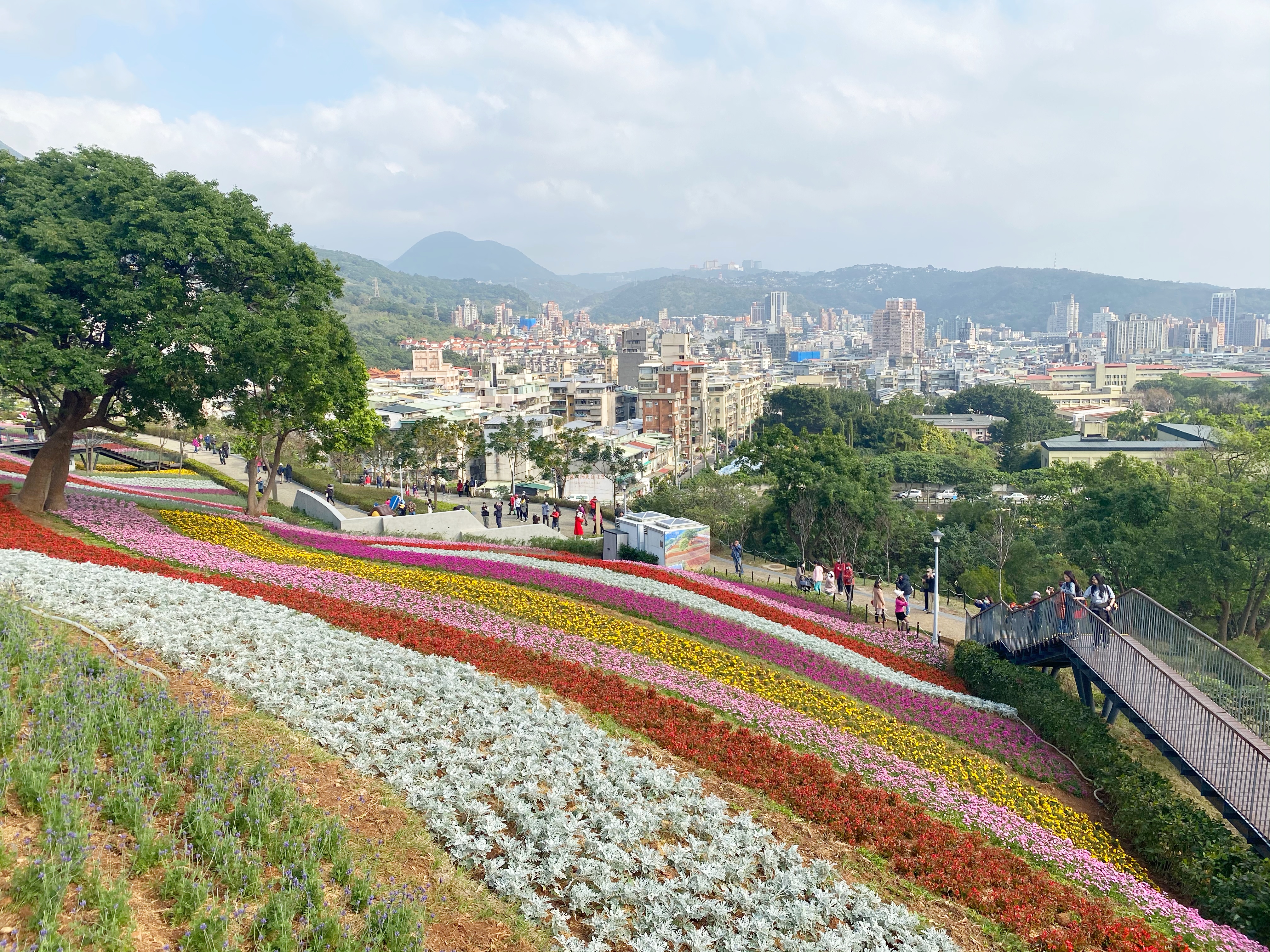 三層崎公園的花海又被稱作「台版富良野」。