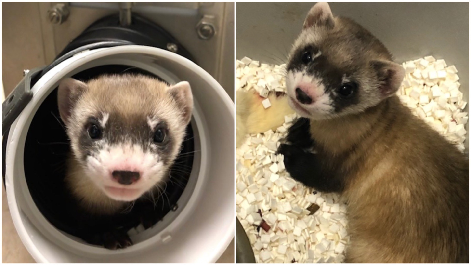 美國成功複製出北美區瀕危物種「黑足雪貂」，取名為伊莉莎白・安（Elizabeth Ann），牠於去年12月出生，基因源自於30年前逝世的祖先。（翻攝U.S. Fish and Wildlife Service網站 / USFWS國家黑足雪貂保護中心）