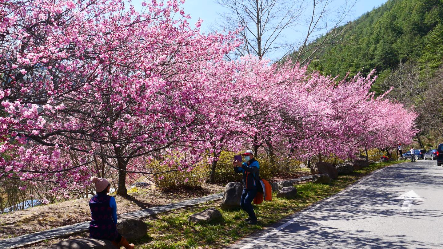 武陵農場的紅粉佳人櫻花滿開中。（翻攝武陵農場官方粉絲團）