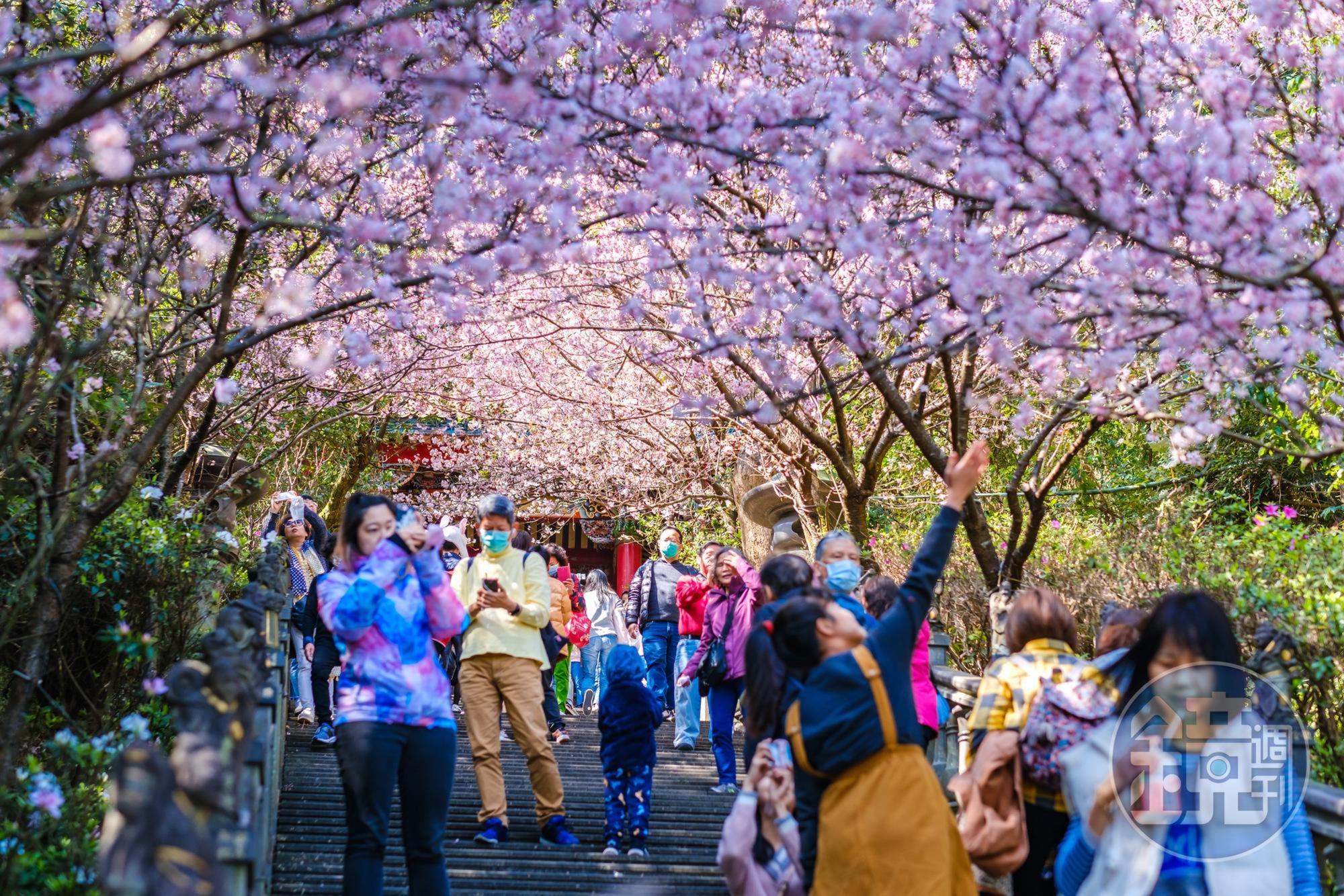 碧山巖的階梯步道只有短短幾公尺並不長,但平日擠滿人潮,只為了一睹盛開櫻花的風采。