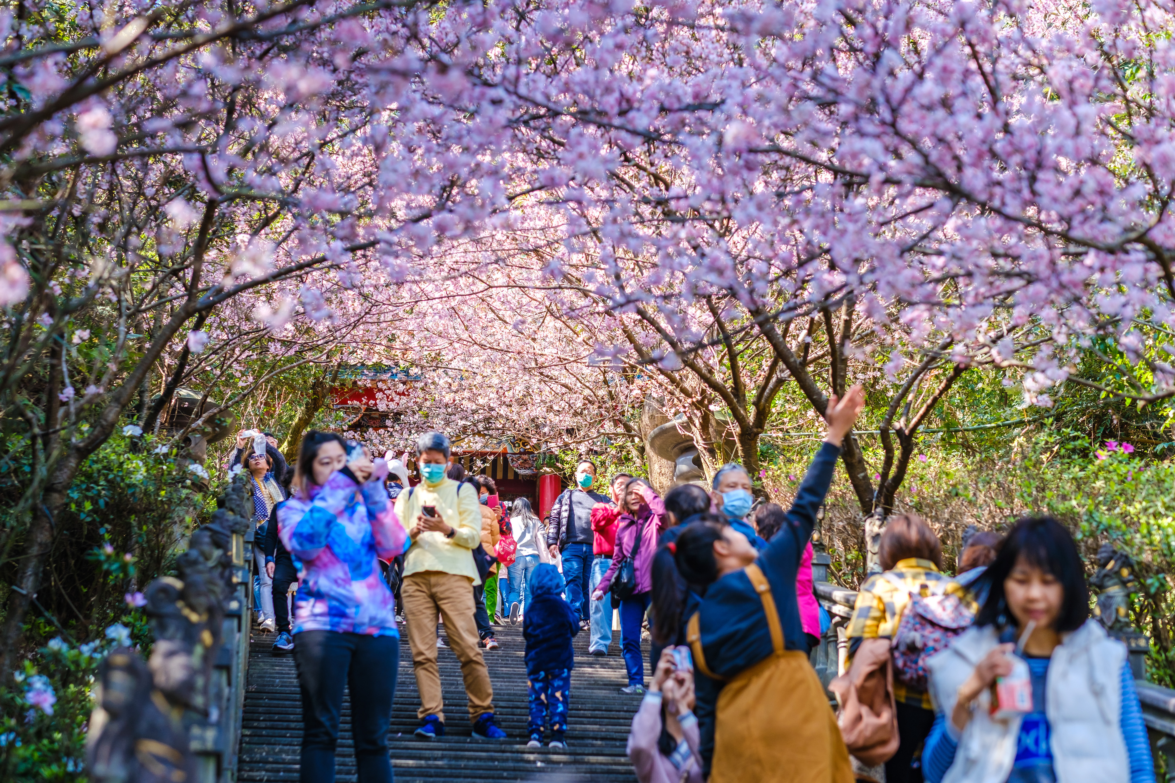 碧山巖的階梯步道只有短短幾公尺並不長，但平日擠滿人潮，只為了一睹盛開櫻花的風采。