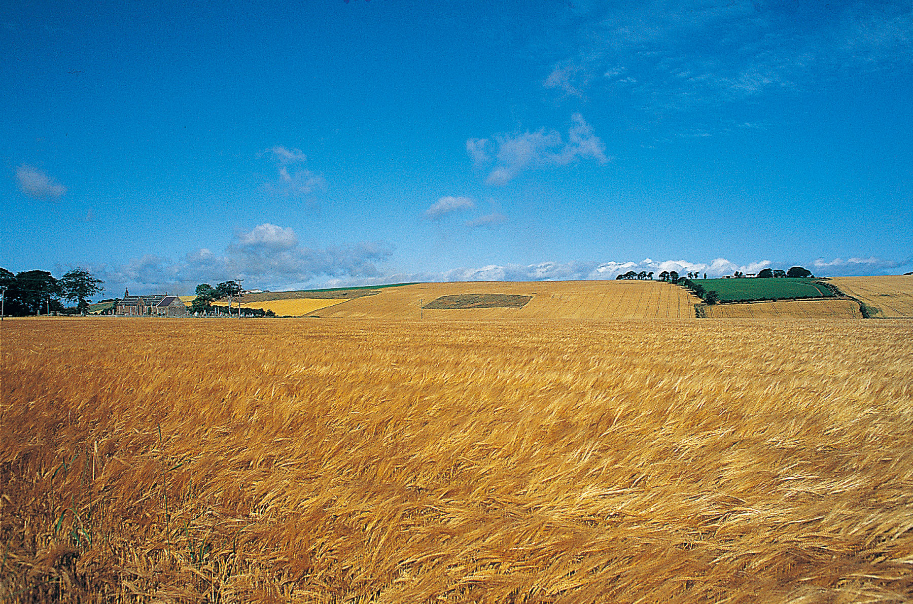 在秋天時節，走在蘇格蘭的大麥產區，能看到一整片金黃麥穗搖曳的景象。