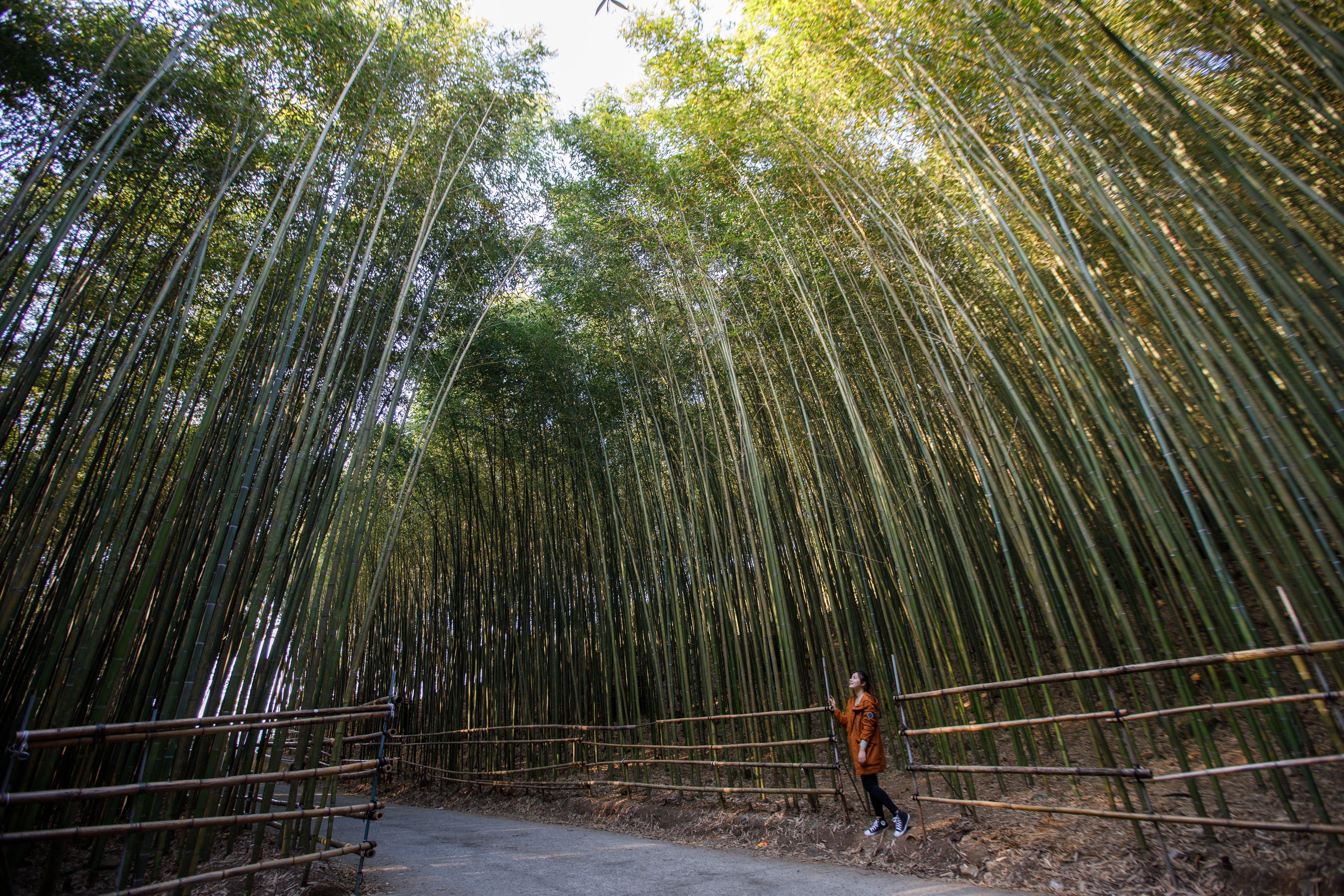 烏嘎彥竹林有「台版嵐山」之稱。