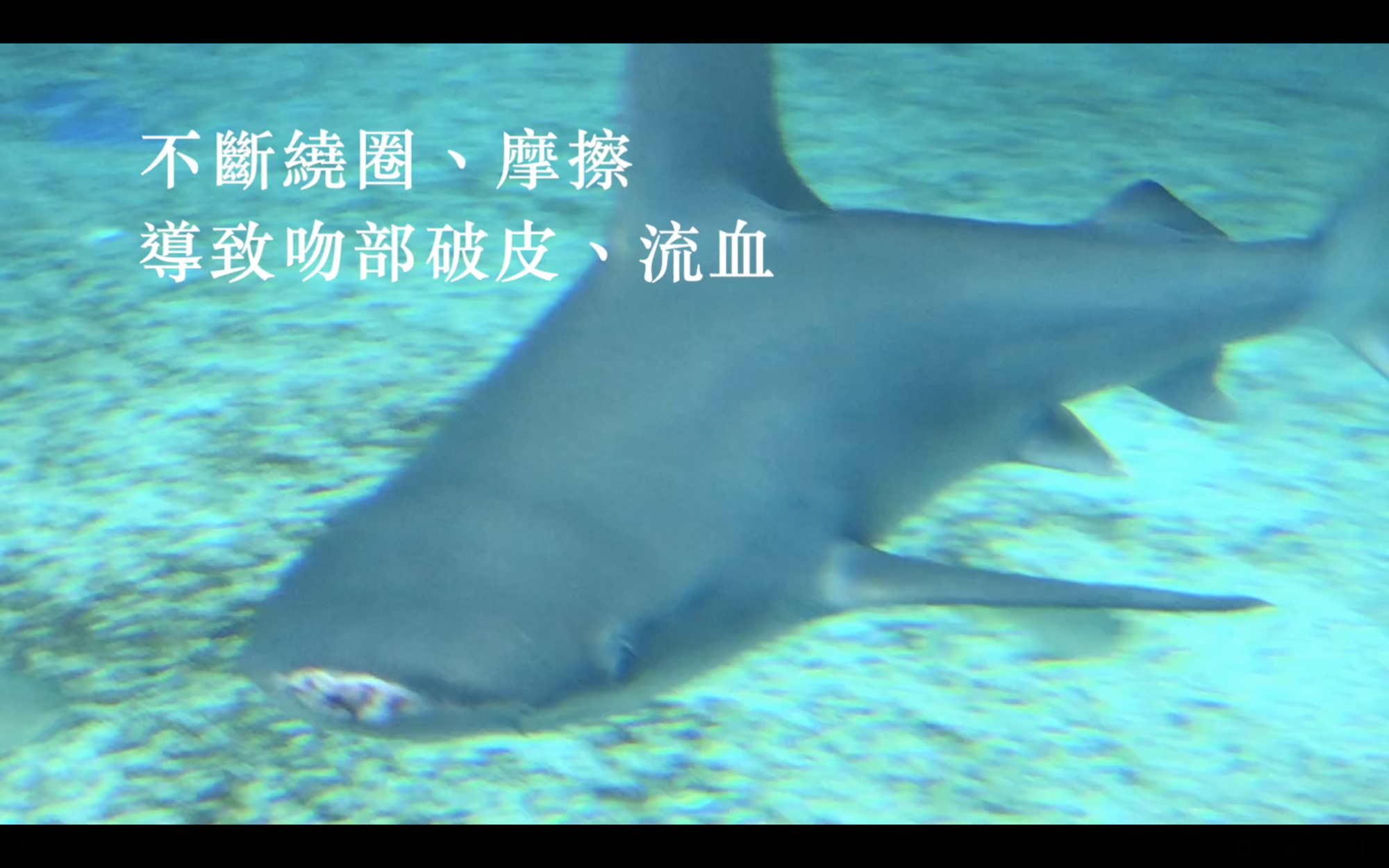 館內的鯊魚吻部受傷。(翻攝自台灣防止虐待動物協會臉書)