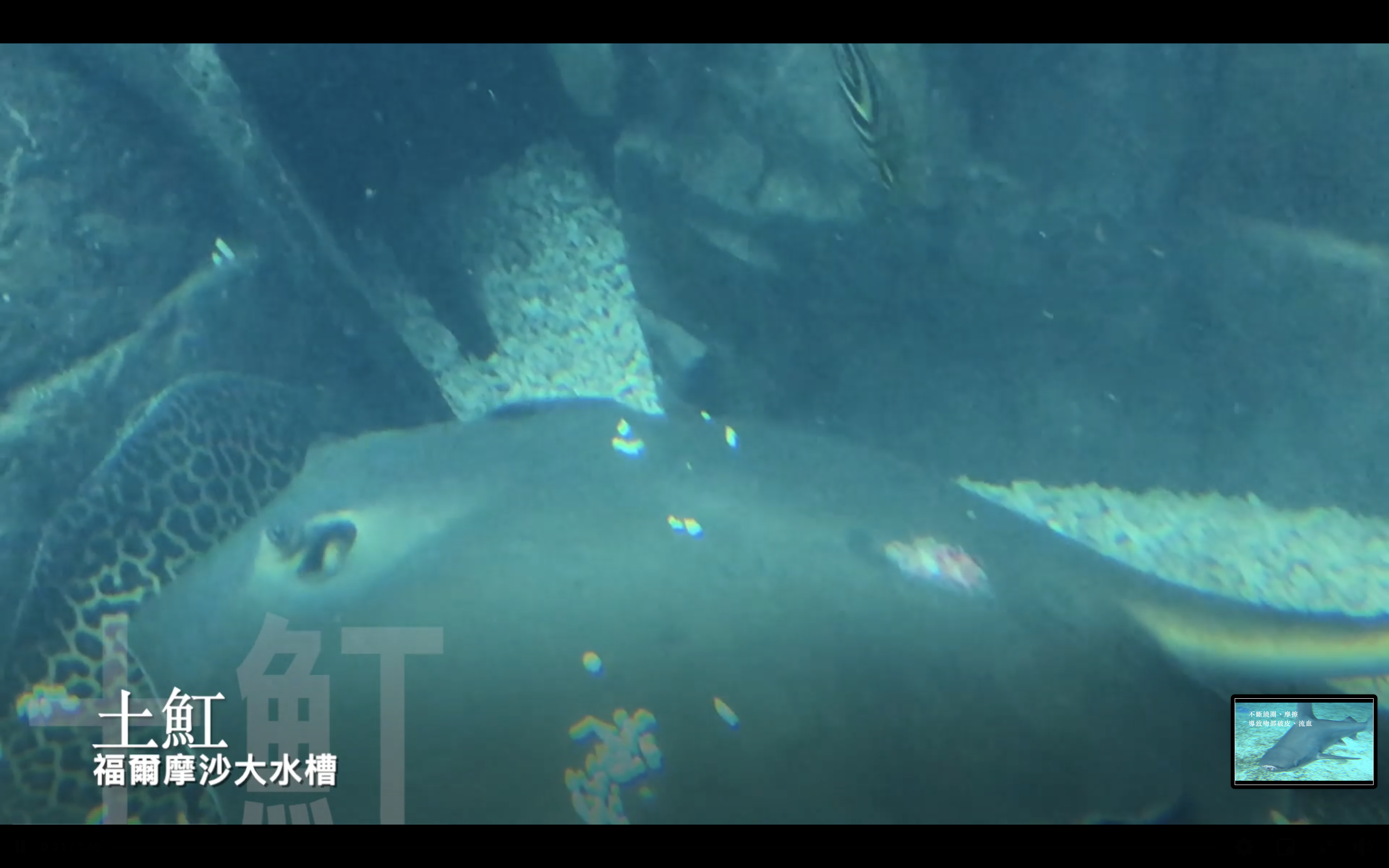 魟魚背部及尾部皆嚴重潰爛且遭池內小魚啃咬。（翻攝自台灣防止虐待動物協會臉書）