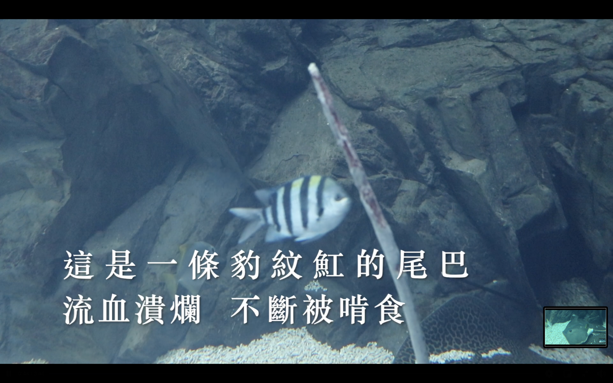Xpark館內魟魚尾巴受傷還遭小魚啃咬。(翻攝自台灣防止虐待動物協會臉書)