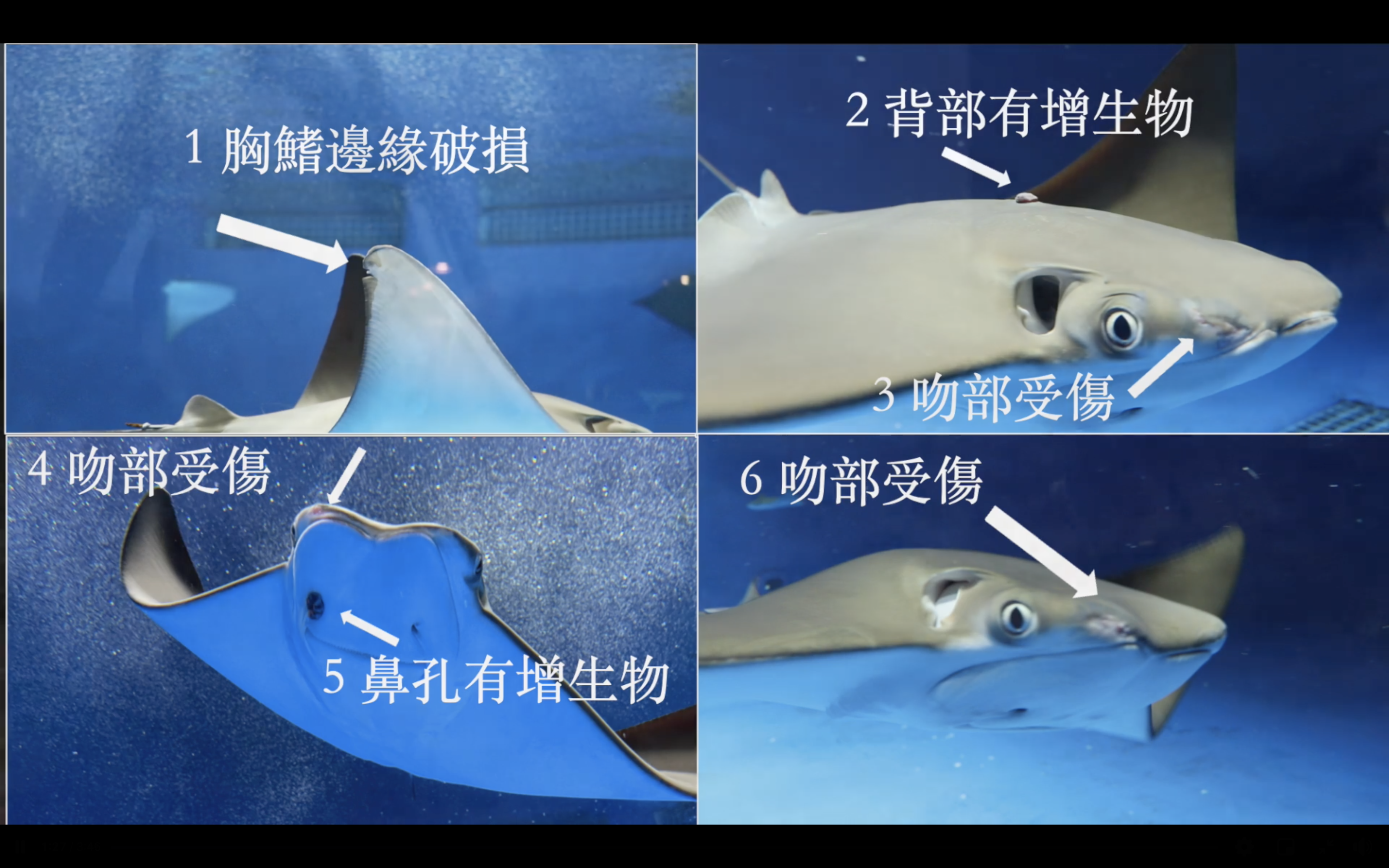 Xpark被指對待動物不友善,從去年開幕爆發至今仍未改善。(翻攝自台灣防止虐待動物協會臉書)