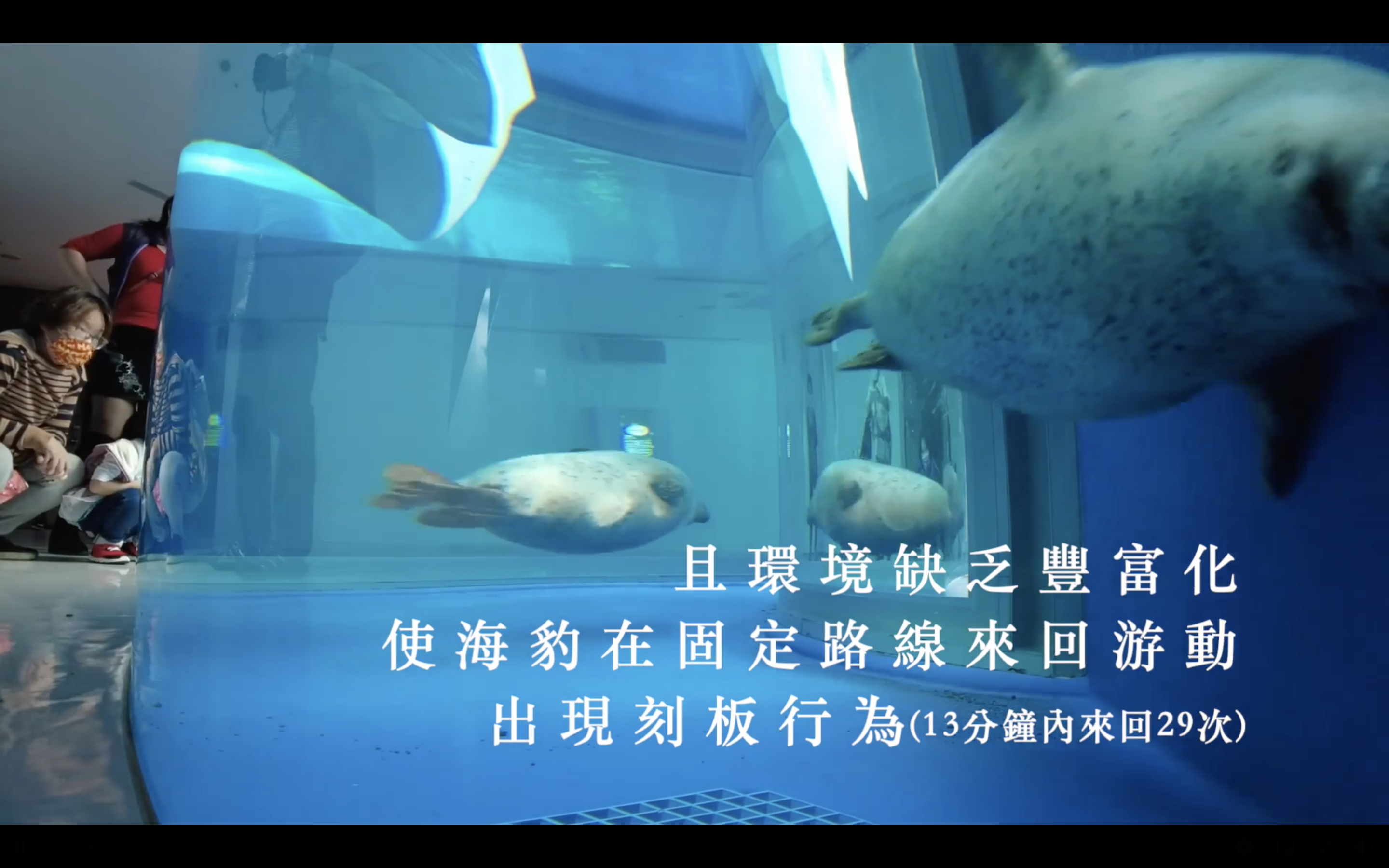 海豹活動空間不足、環境缺乏變化。(翻攝自台灣防止虐待動物協會臉書)