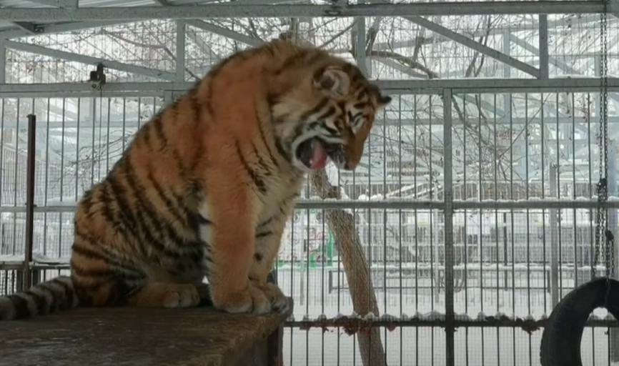 俄羅斯動物園內的老虎因特別的叫聲,引發關注。(翻攝自zoo22.ru IG)