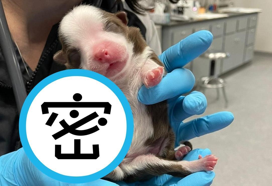 美國獸醫院接生一隻有6條腿的狗狗。(翻攝自Neel Veterinary Hospital)
