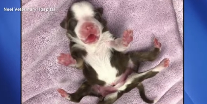 目前「船長」可以爬行、器官也都正常運作。(翻攝自Neel Veterinary Hospital)