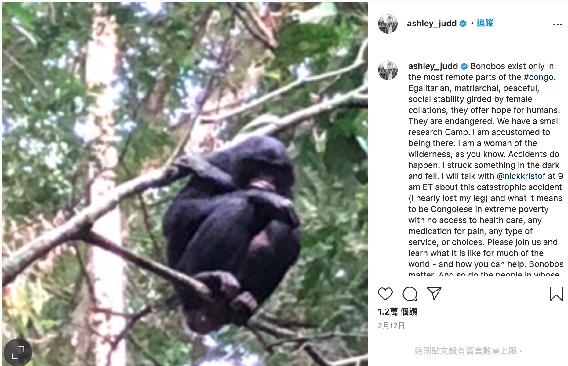 其實艾希莉賈德的剛果叢林之旅,目的是探訪這頭名為「Bonobos」的黑猩猩。(翻攝自Ashley Judd官方Instagram)