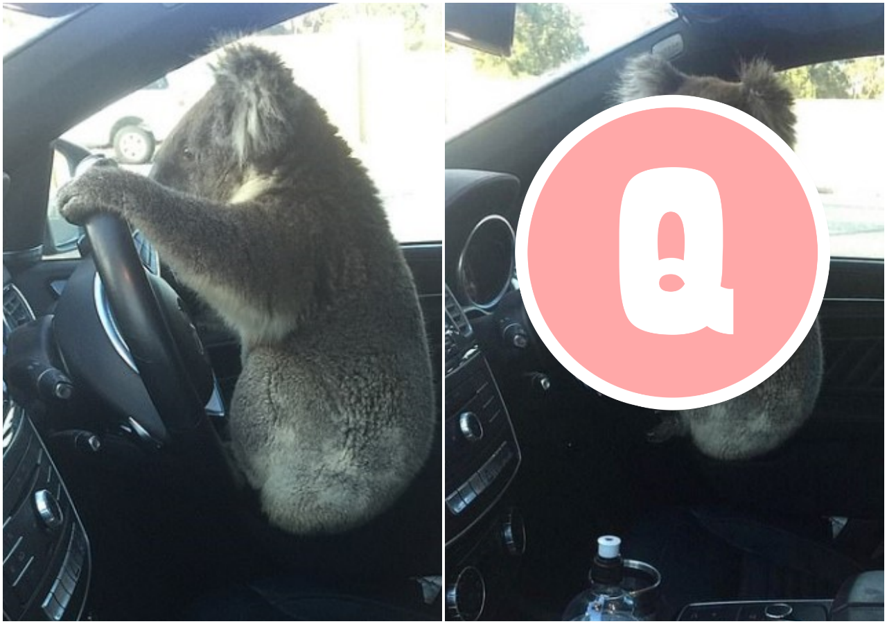 肇事無尾熊獲救後依舊活力十足。（翻攝自Nadia Tugwell）