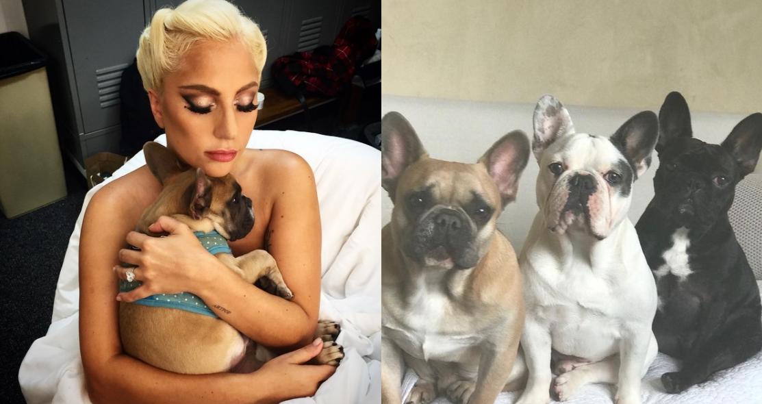 女神卡卡愛狗成癡，不料近日竟發生愛犬遭擄事件。（翻攝自@missasiaxoxo Instagram）