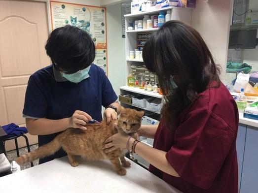 為了提高老年犬貓認養率,動保處推出「犬貓回春雙響炮」。(翻攝自新北市動保處官網)