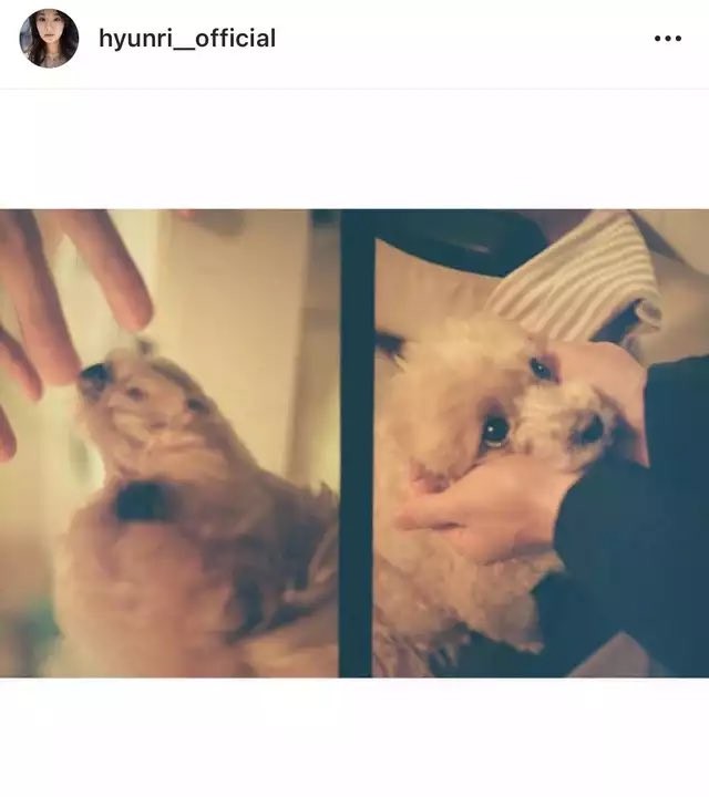 玄理的IG上曾貼出一張「男人手」捧著自家寵物犬的照片,雙手的主人被懷疑就是町田啟太。(翻攝自推特)