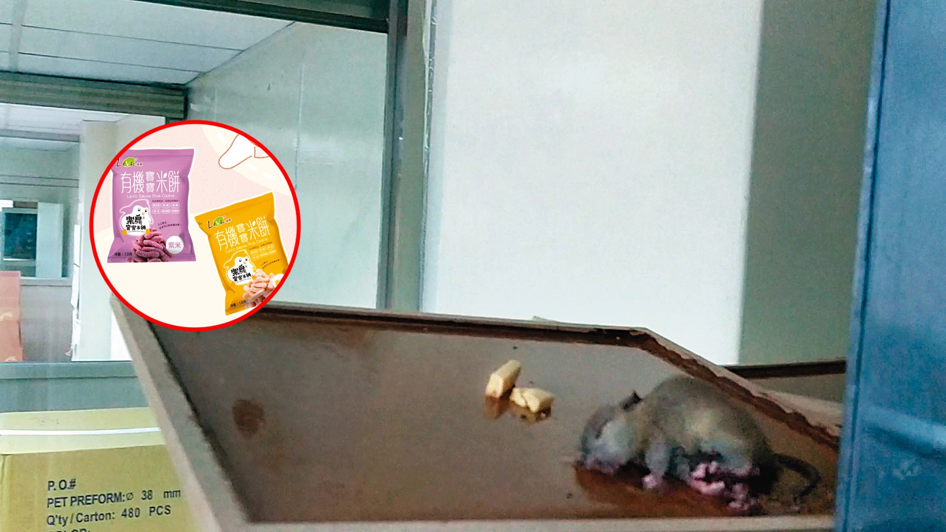 前員工提供的蒐證影片中，可見到樂扉廠房內被黏鼠板抓住的老鼠，正奄奄一息地掙扎著。（讀者提供）