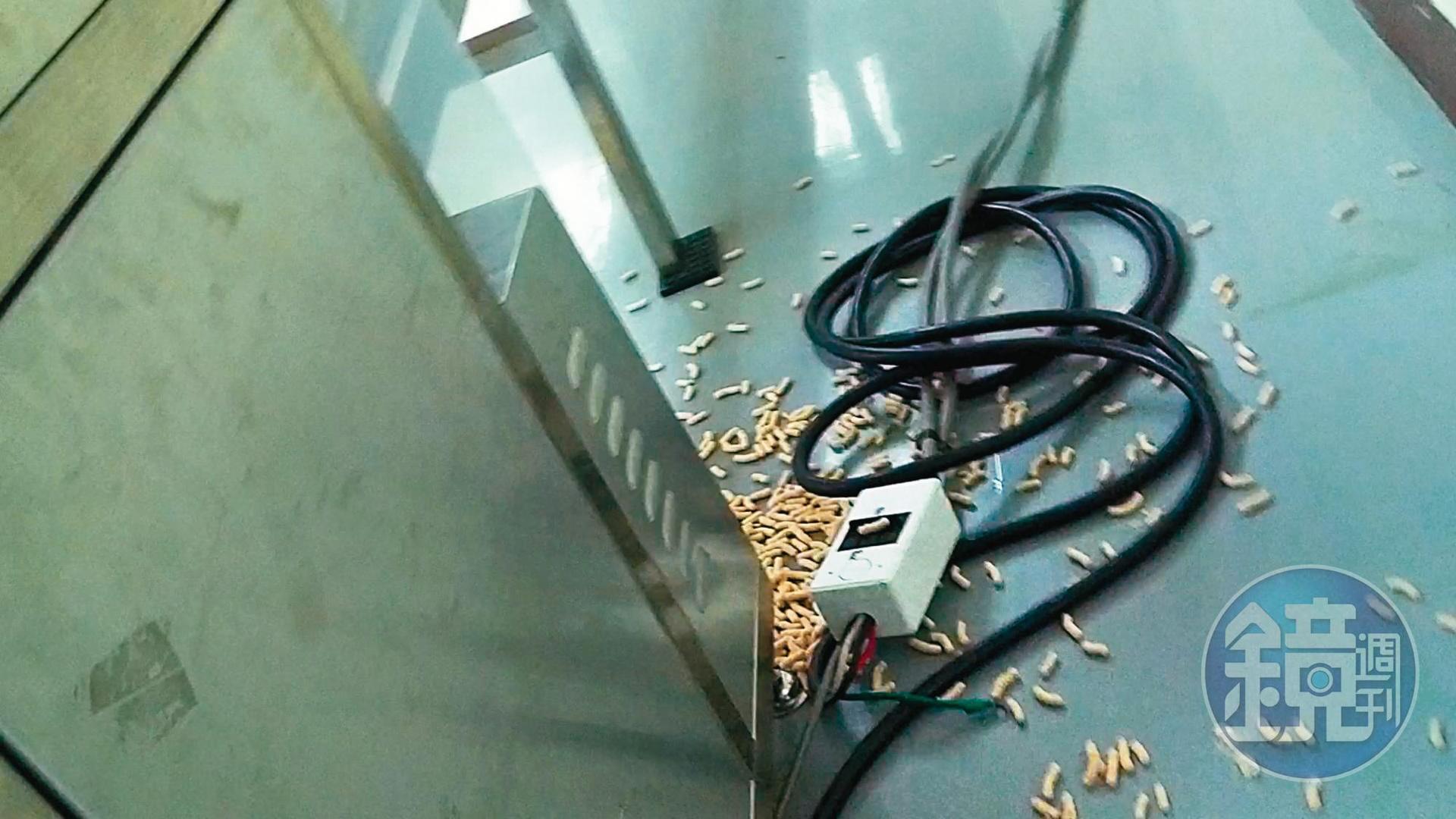 廠房內大量寶寶米餅散落在地板上，引來蟑螂、老鼠四處流竄。（讀者提供）