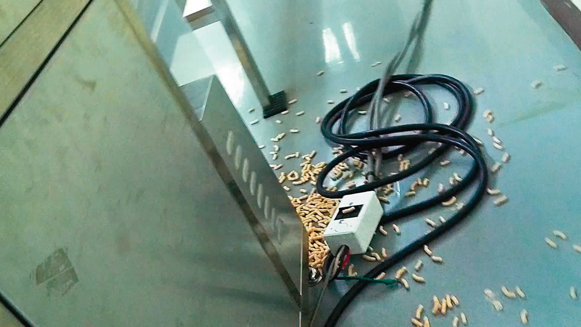 廠房內大量寶寶米餅散落在地板上，引來蟑螂、老鼠四處流竄。（讀者提供）