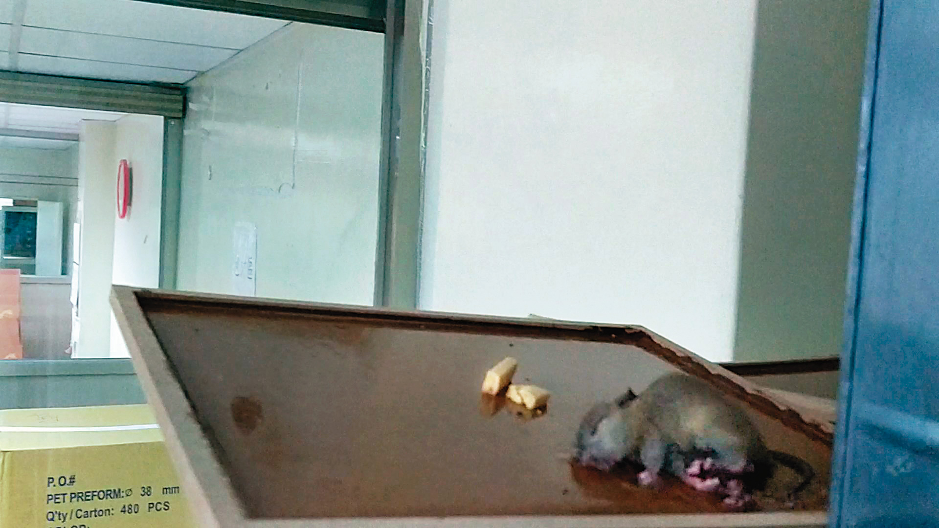 檢舉人提供的蒐證影片中,可見到廠房內被黏鼠板抓住的老鼠,正奄奄一息地掙扎著。(讀者提供)