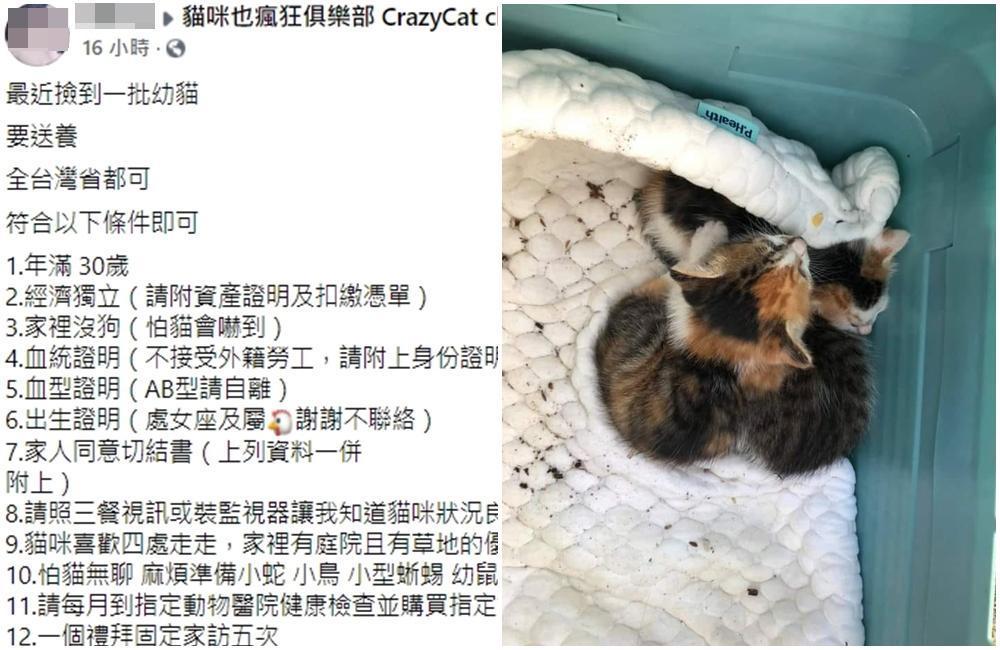 民眾撿到超萌三花奶貓po出送養文,不過祭出超多限制條件讓不少網友卻步。(翻攝自貓咪也瘋狂俱樂部臉書社團)