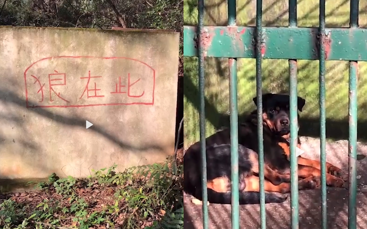 中國香吾山動物園的狼展區中，關了一隻狗。（翻攝自燃新聞）