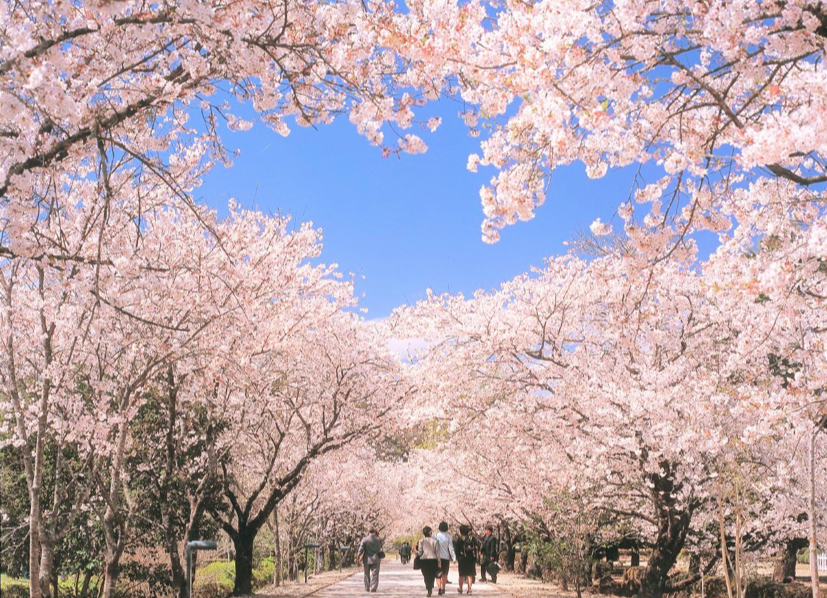 日本3月下旬開始迎來今年櫻花季,圖為鏡野公園。(日本高知縣提供)