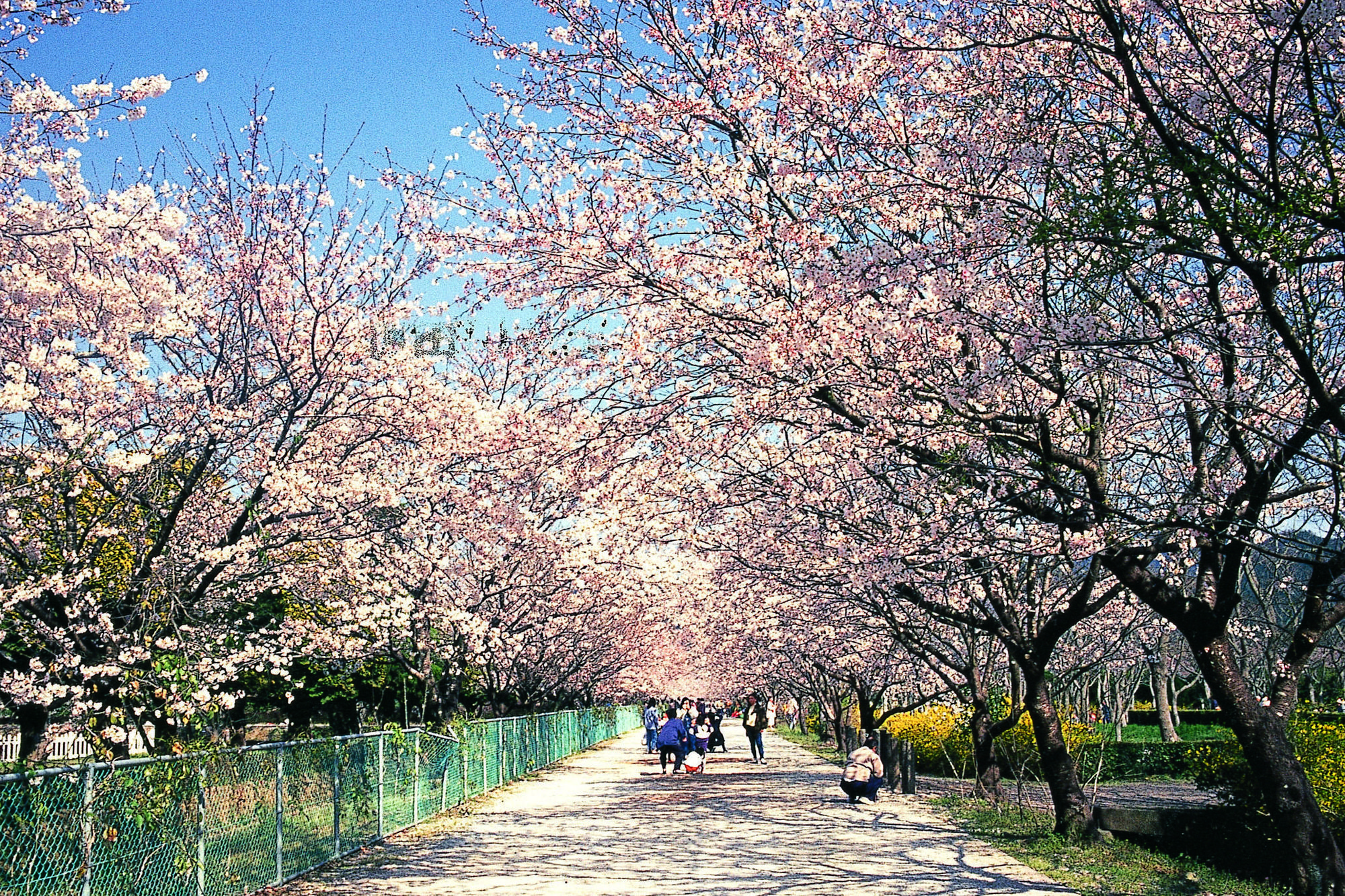 鏡野公園的櫻花隧道長達200公尺。(日本高知縣提供)